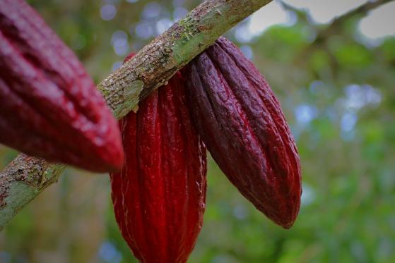 Hur handla Kakao med börshandlade produkter?